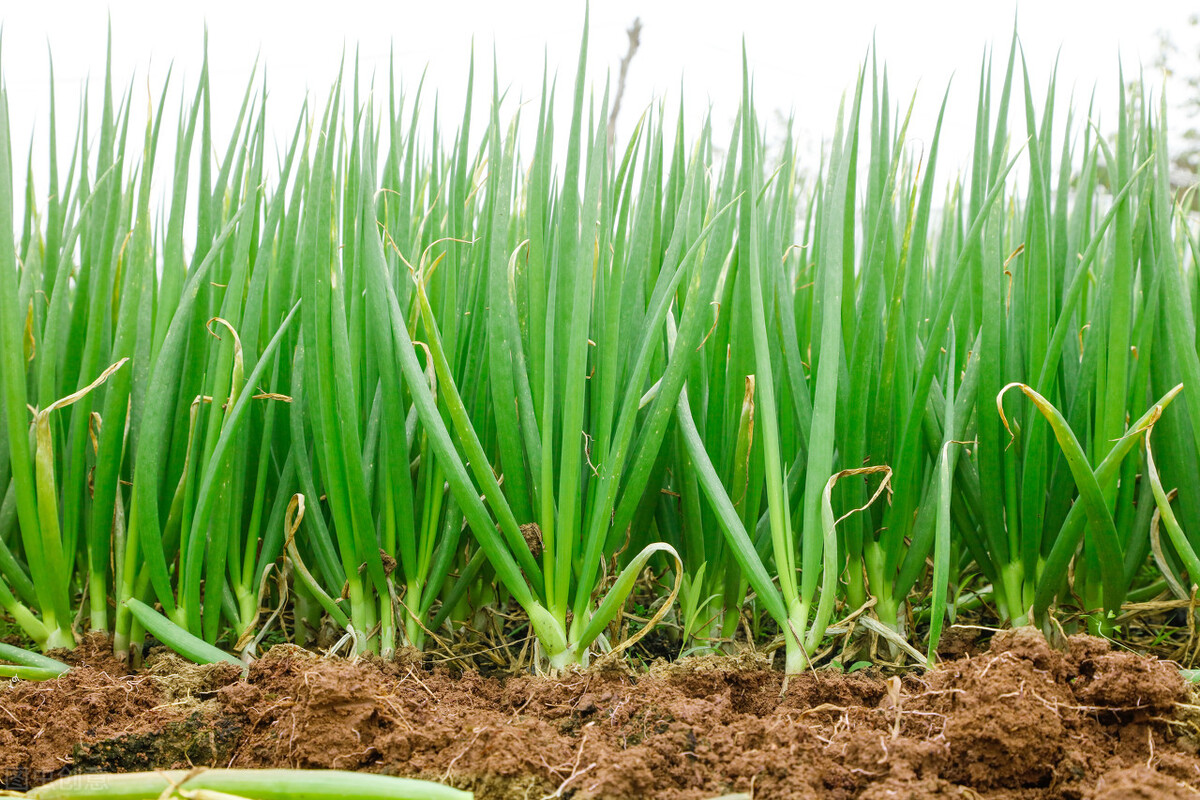 大葱种植业赚钱吗,大葱种植致富经
