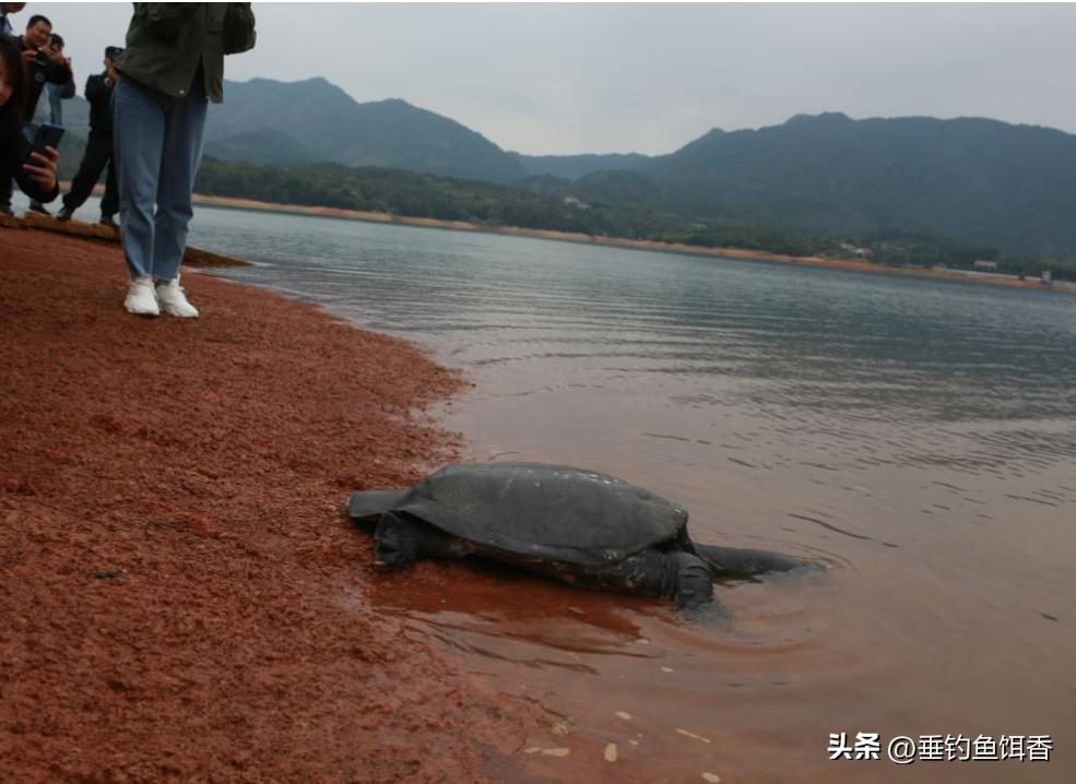 梅溪湖现几十斤巨鳖,46斤百年巨鳖被发现
