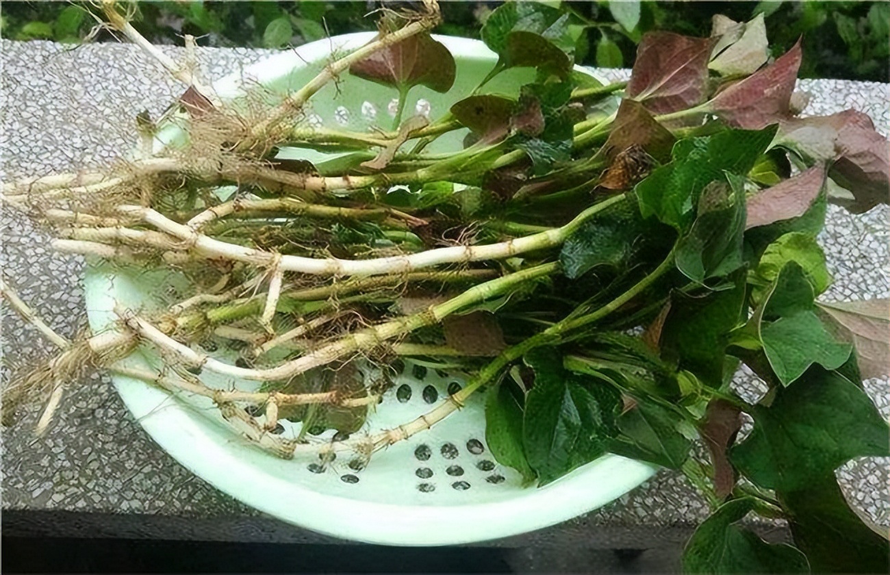 十大最无法想象的黑暗料理,中国各种顶级黑暗料理