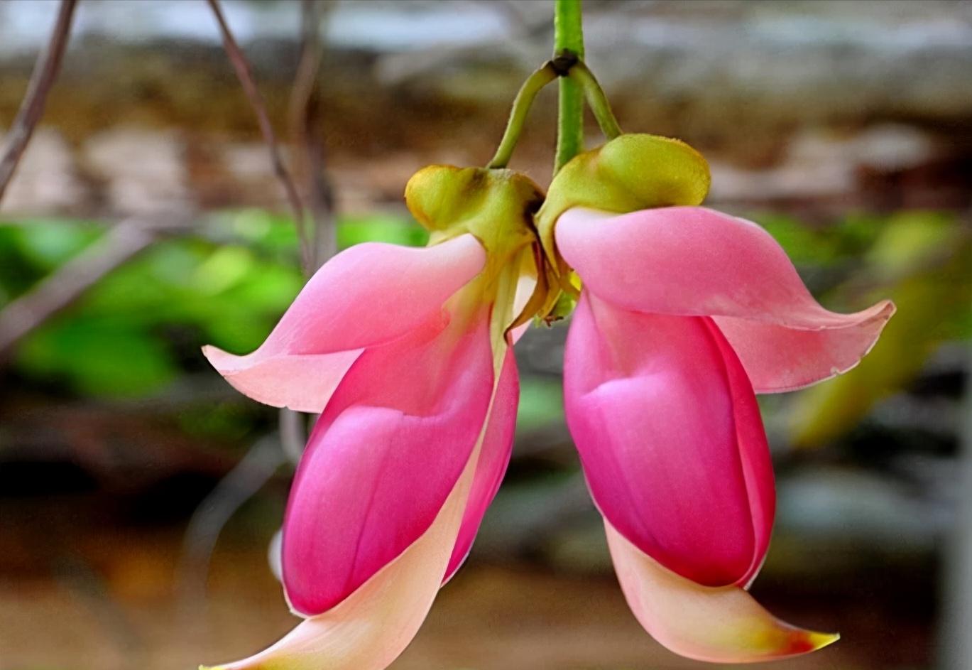 十二星座幸运花解读,十二星座幸运花双鱼座是紫罗兰