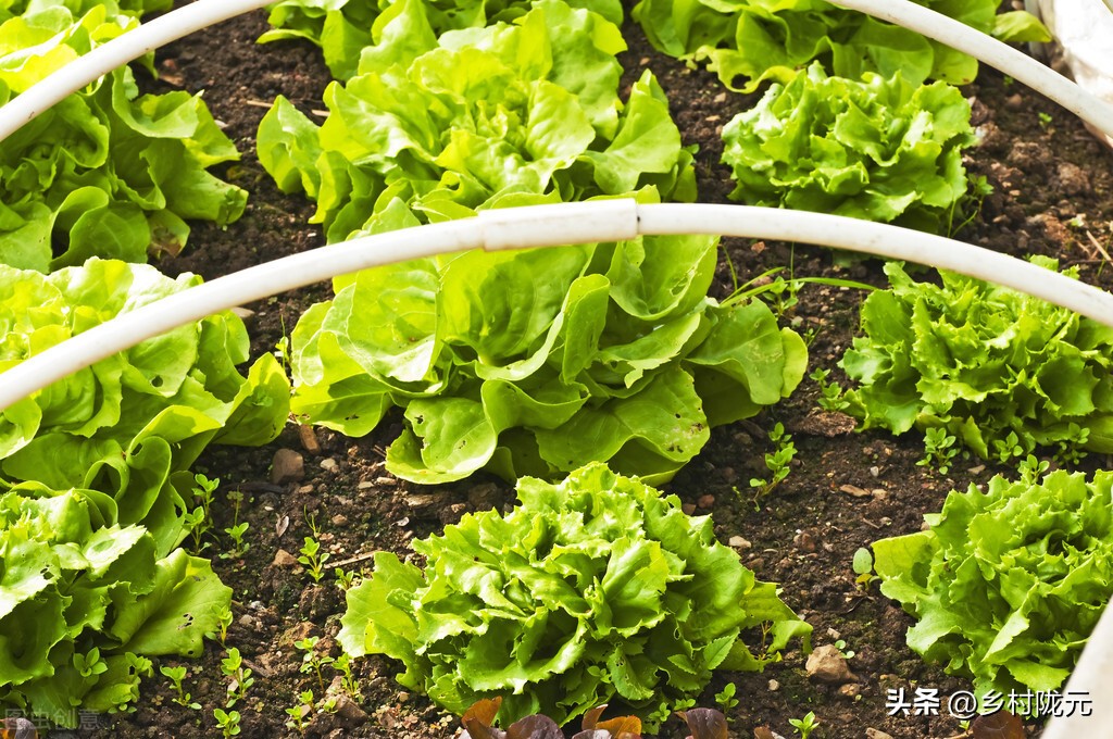 结球生菜和意大利生菜哪个产量高,结球生菜的种植方法