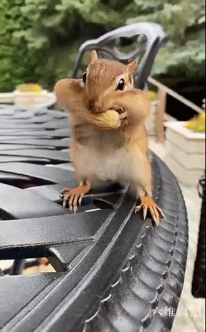 花栗鼠吃不吃瓜子,花栗鼠为什么吃花生