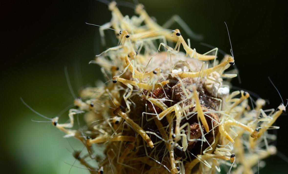 雌性螳螂吃雄性螳螂为什么不反抗,雄螳螂被母螳螂吃掉过程