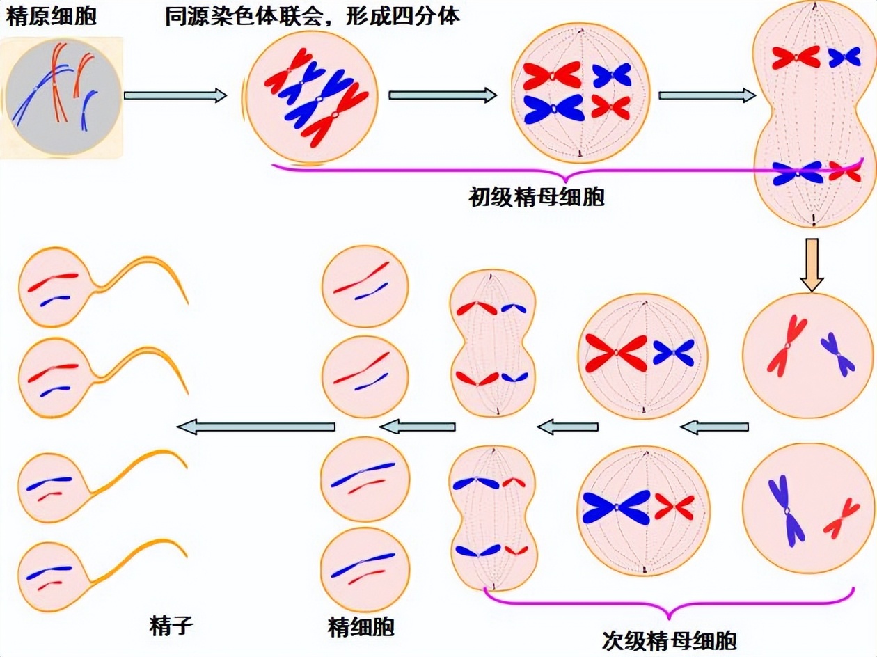 精子形成原理,精子怎么形成的过程动画