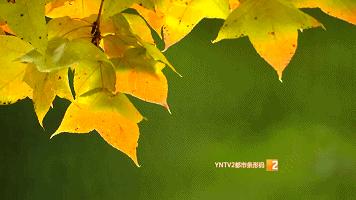 秋天的云南哪里漂亮又美丽,有一种美叫云南的秋天美景