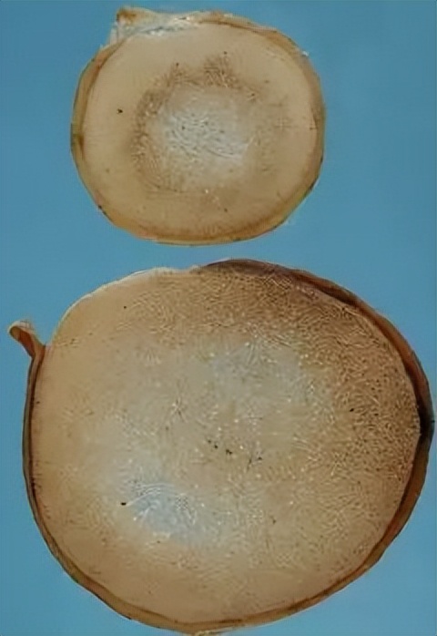 每天学习一味中药教学,中药鹿茸煎煮方法