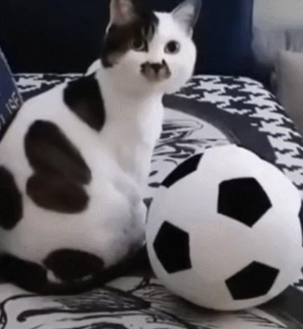 每日一笑，自己拆的家就是有安全感