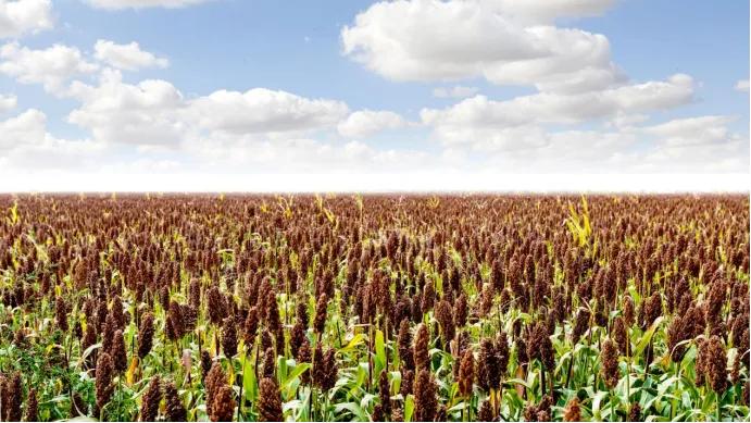 河套王酒经典52度淡雅清香,河套王39度是纯粮酒吗