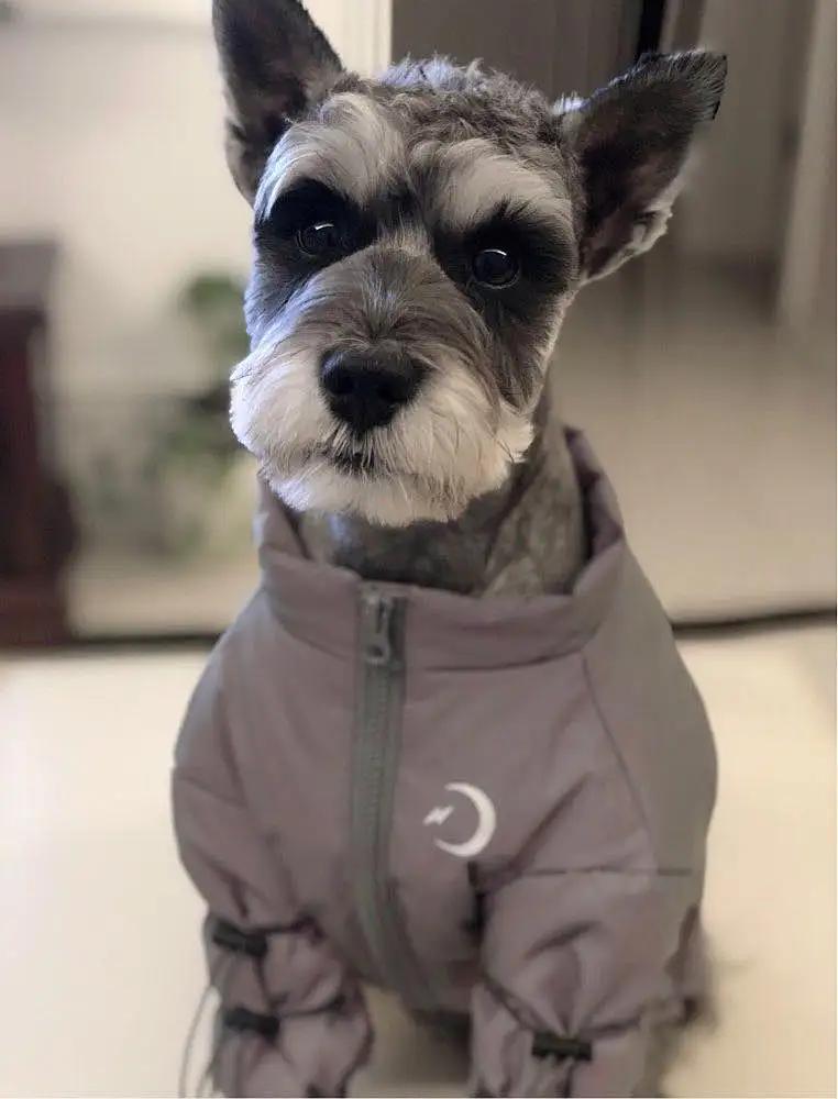 雪纳瑞幼犬容易出现什么病,雪纳瑞容易患上的几种疾病