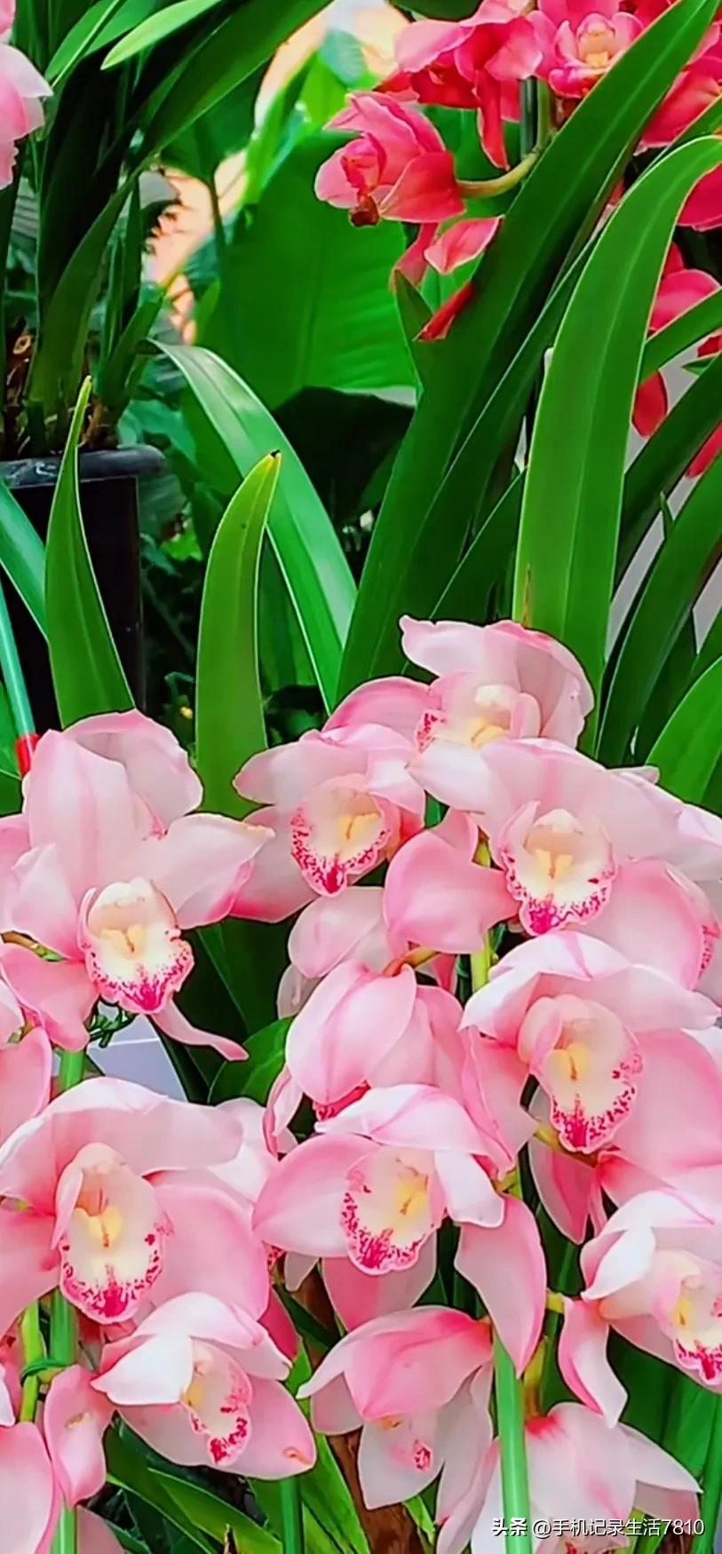 蕙兰花图片欣赏,叶子宽的黄花大蕙兰图片