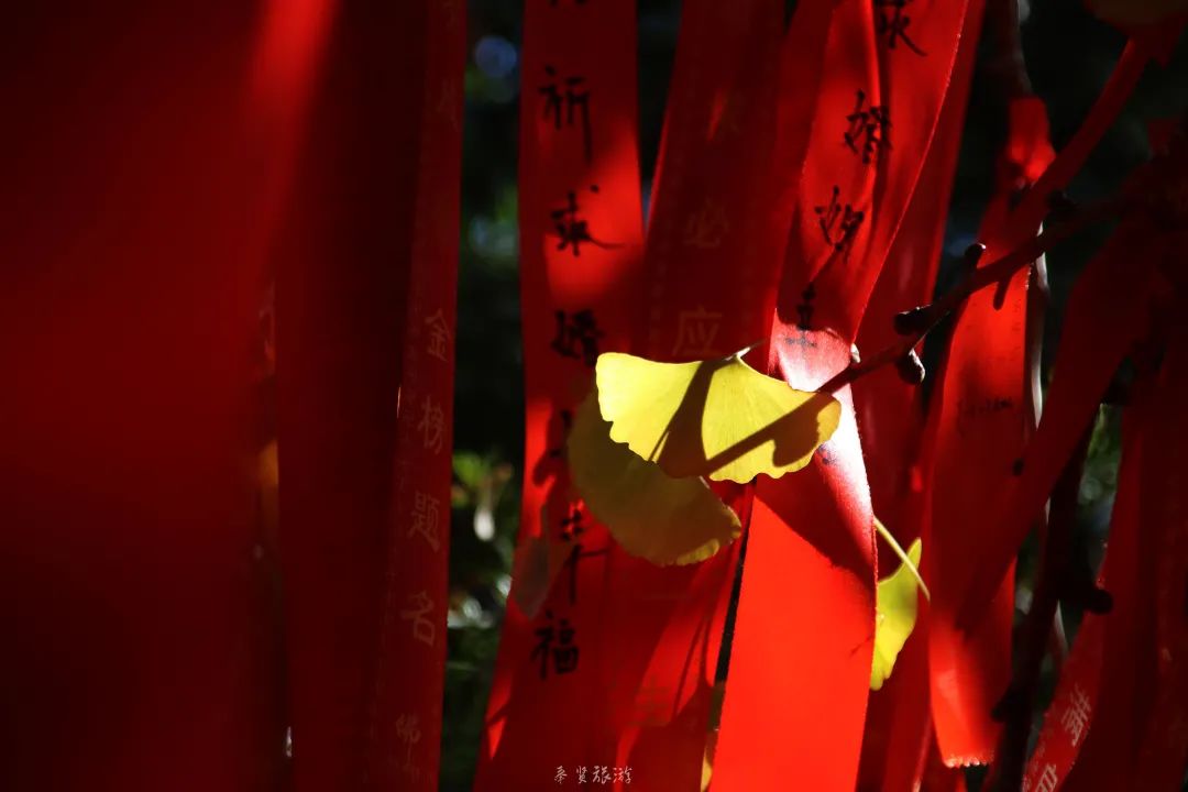 二严寺万佛阁银杏黄啦~古刹银杏，来领取奉贤最禅意的浪漫