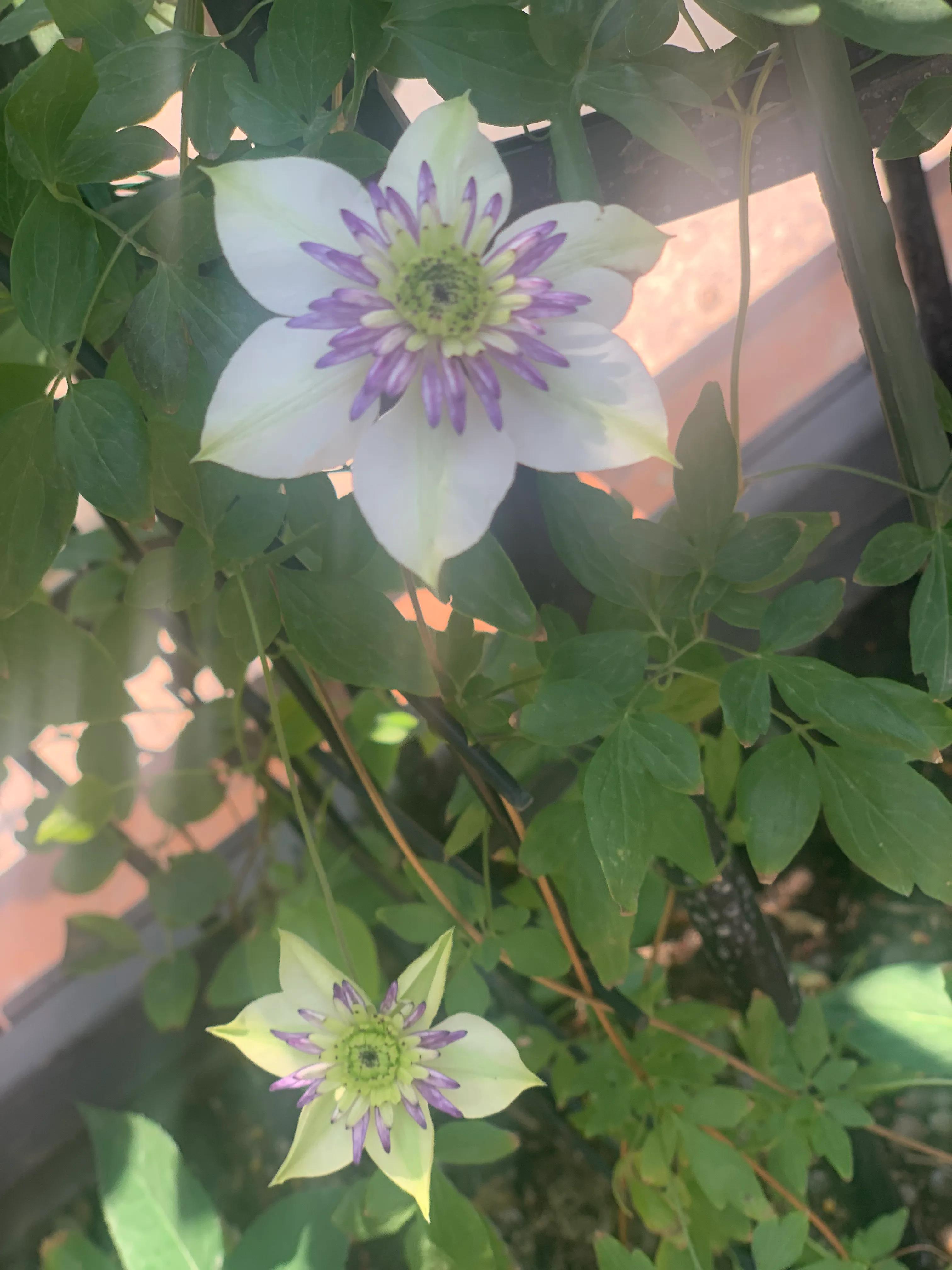 花期长又香的月季花园,花期超长又好养的经典月季