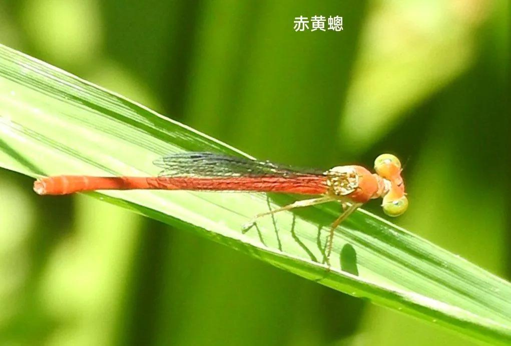 豆娘和蜻蜓是一个物种吗,蜻蜓和豆娘生长过程一样吗