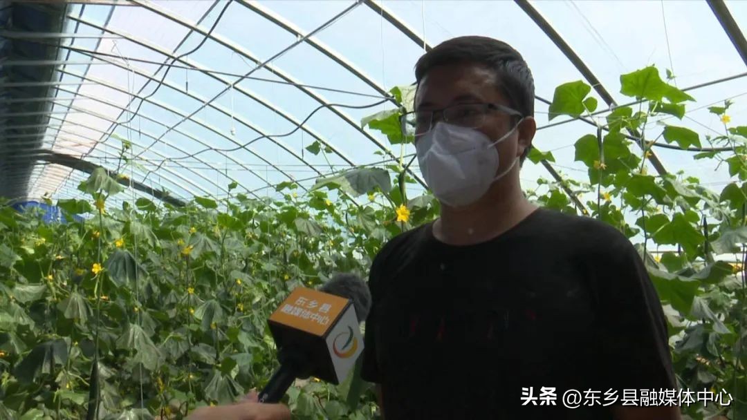 【调结构兴产业强三农】东乡县龙泉镇：蔬菜长势喜人致富“丰”景美好