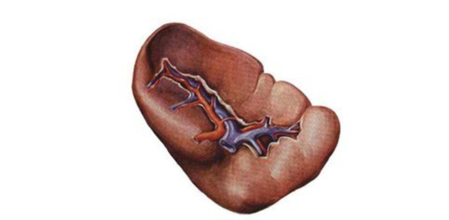 脾脏肿大是脾虚吗,脾脏肿大对肝脏有什么影响