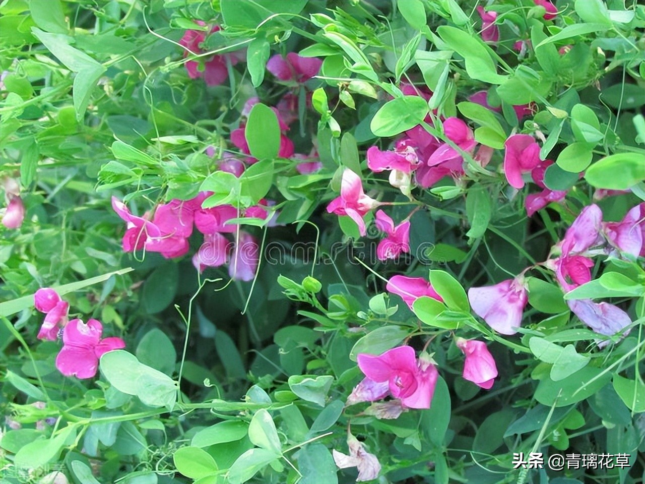 夏天开好多种颜色的小花,夏天里开的最茂盛的花朵有哪些