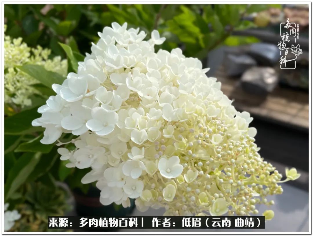 养了8年的多肉,养了七年多肉