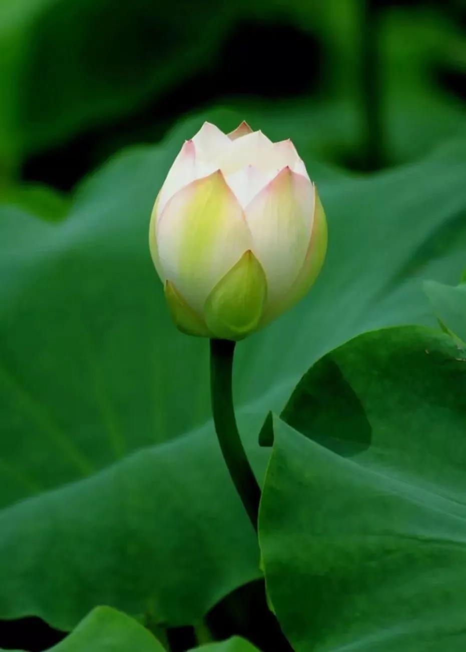 古筝独特魅力视频,古筝和琵琶哪个更有魅力