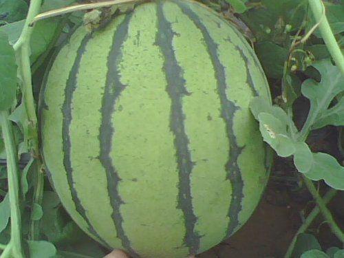 北京特产哪里买正宗又便宜,北京特产带回家必买清单