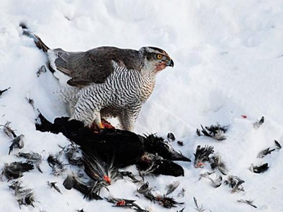 古代战争用的动物,古代战争中动物