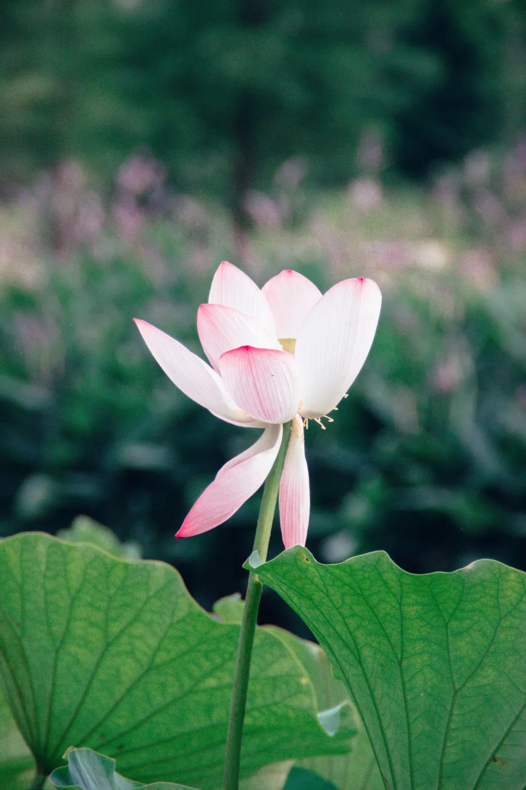 最美的荷花诗词,描写最美荷花的古诗词