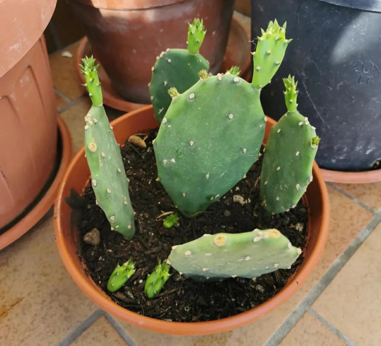 客厅养什么花最好看耐养,家庭适合养的招财旺宅的花