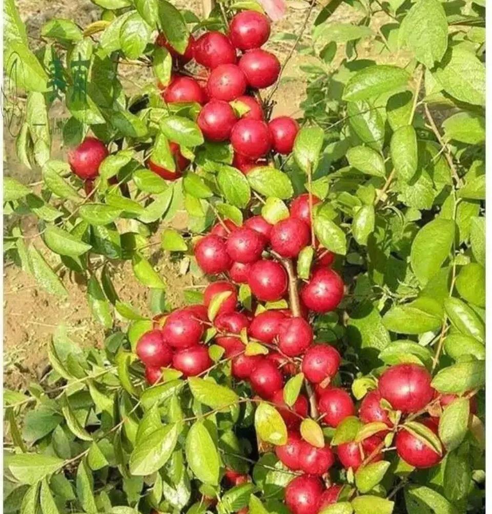 农村种植高钙果,钙果种植致富方法