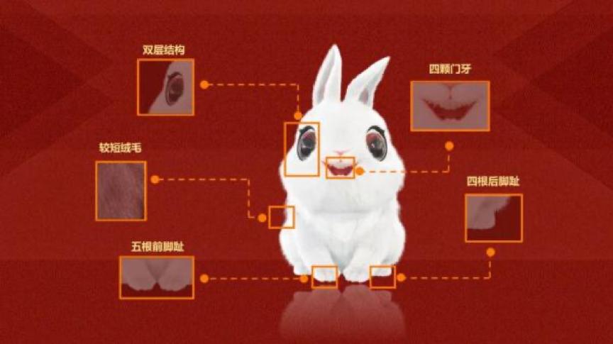 你知道兔子相关的知识吗,兔子真的懂人话吗