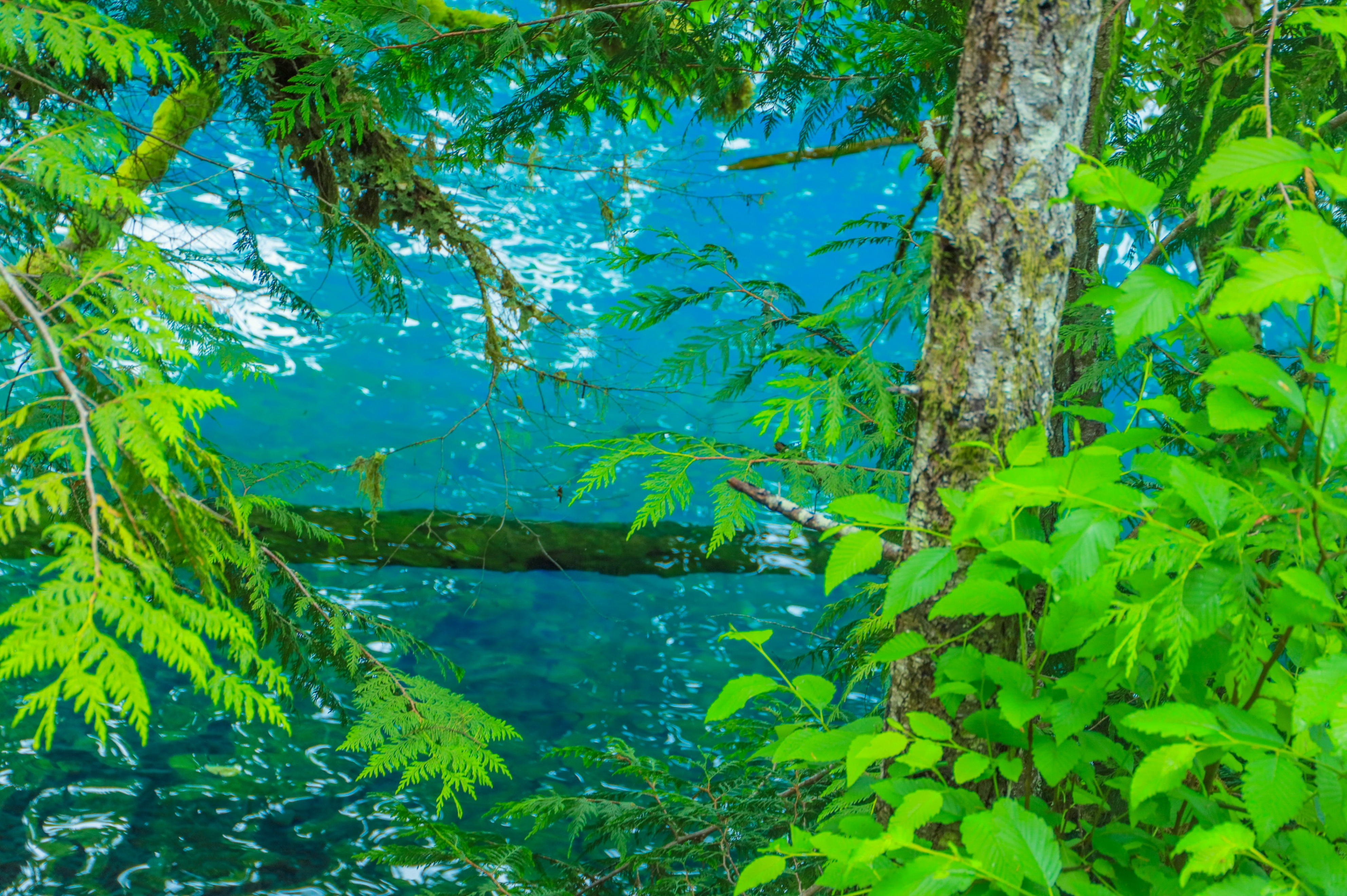 西雅图的“小九寨”，暮光之城取景地，夏天避暑太治愈了