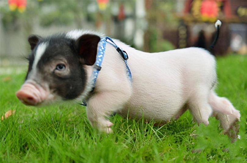 巴马香猪濒临灭绝,为什么中国土猪濒临灭绝呢