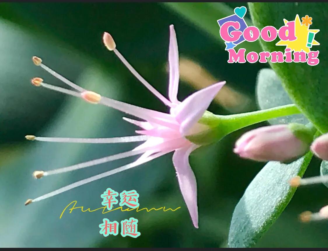 早安吉祥图案,早安吉祥动态美图