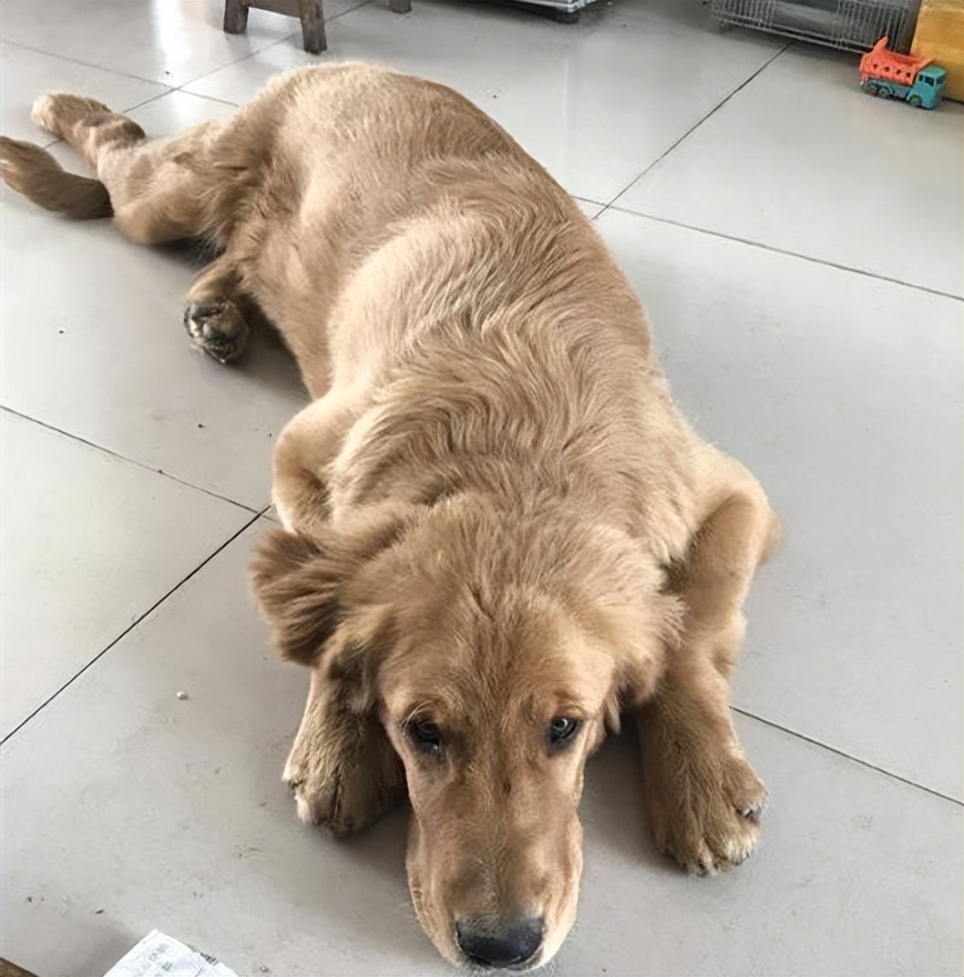 养金毛养什么性别,养金毛它会怎么认主