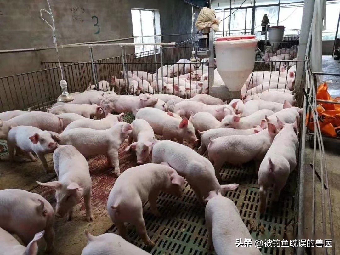 低成本高效益的养猪法,低成本发展养殖业