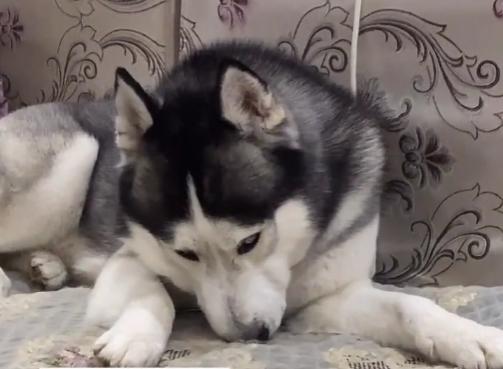 全网最听话的奥斯卡二哈,一只被主人逼疯的二哈奥斯卡