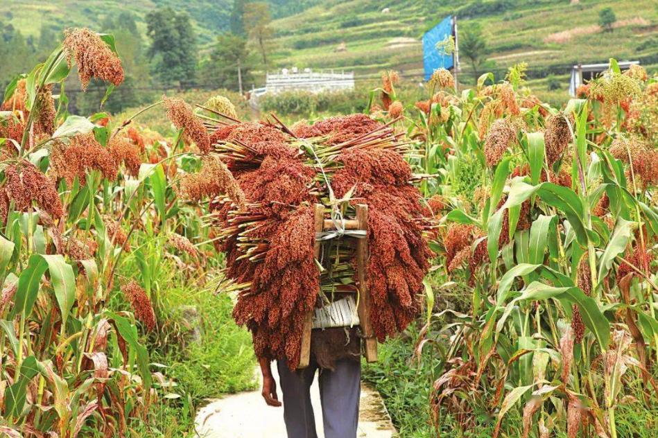 最好吃的高粱是什么品种,高粱的品质差别