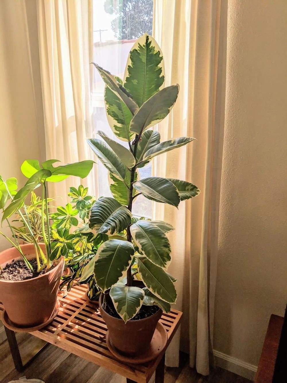 屋里放什么花最旺人,鲜花在家里的摆放位置