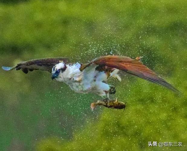 鹰是最凶猛的鸟,鹰的凶猛攻击