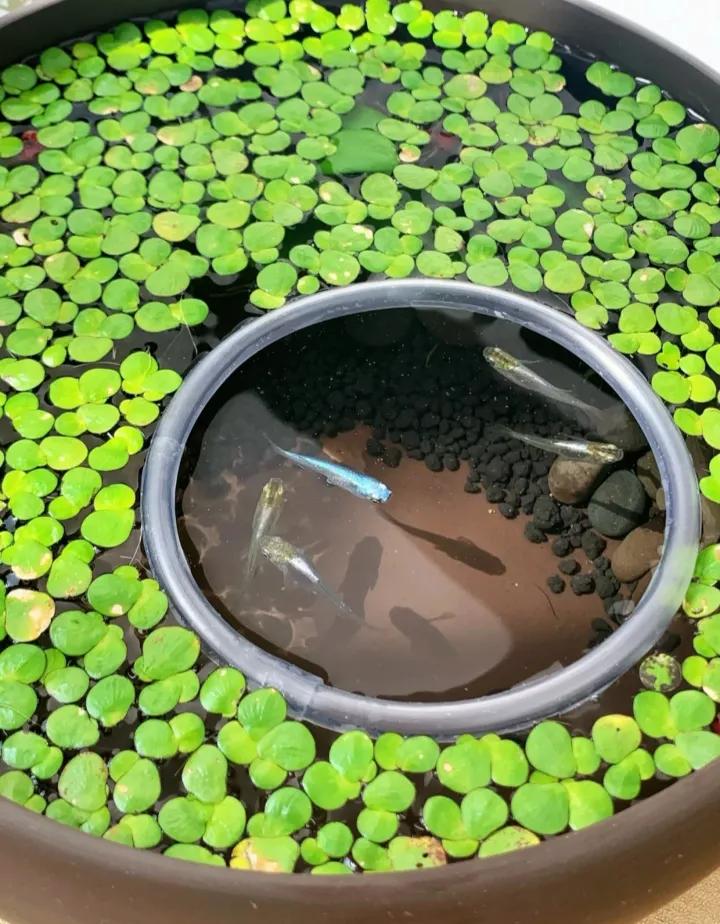 观背青鳉如何用水族箱养,观背青鳉为什么要养浮萍