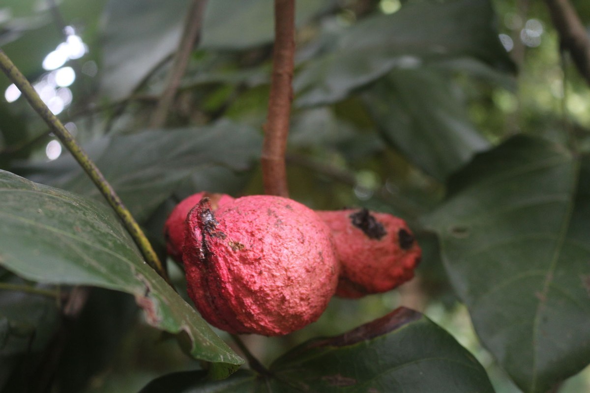 “藤黄果”、“猴果”…近20种你不知道的非洲雄鹰喀麦隆水果