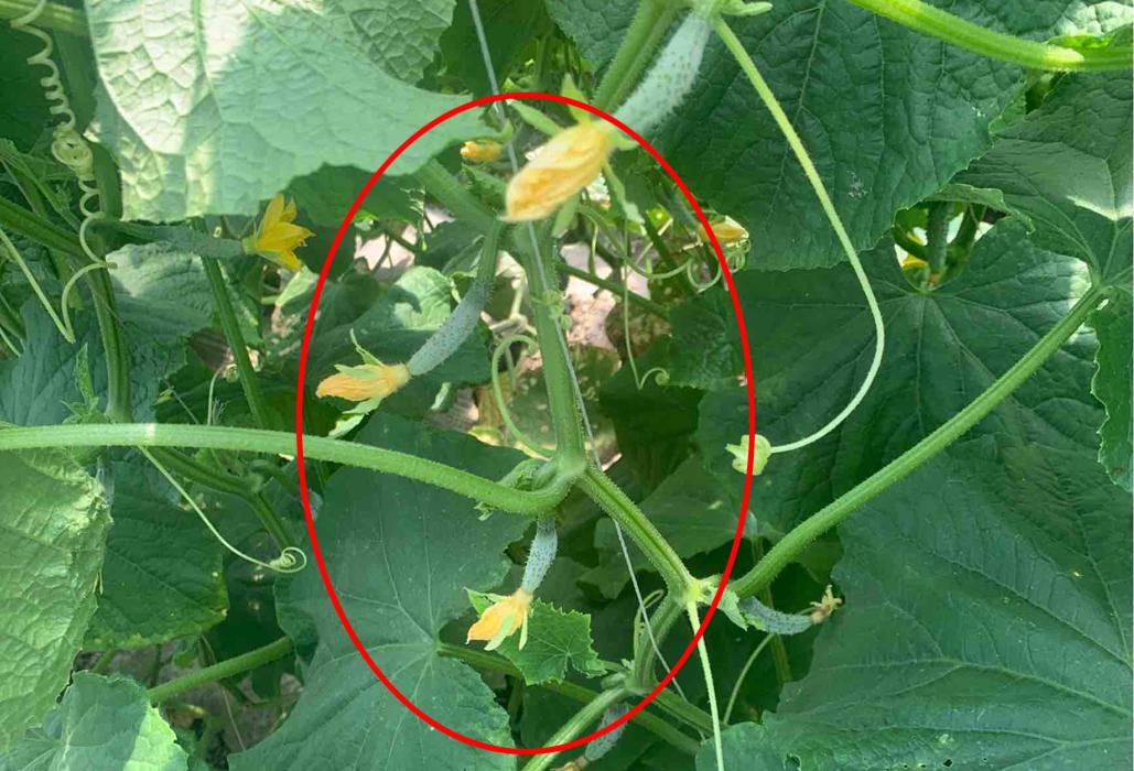 黄瓜坐瓜的技巧和方法,黄瓜弯瓜多的解决小妙招