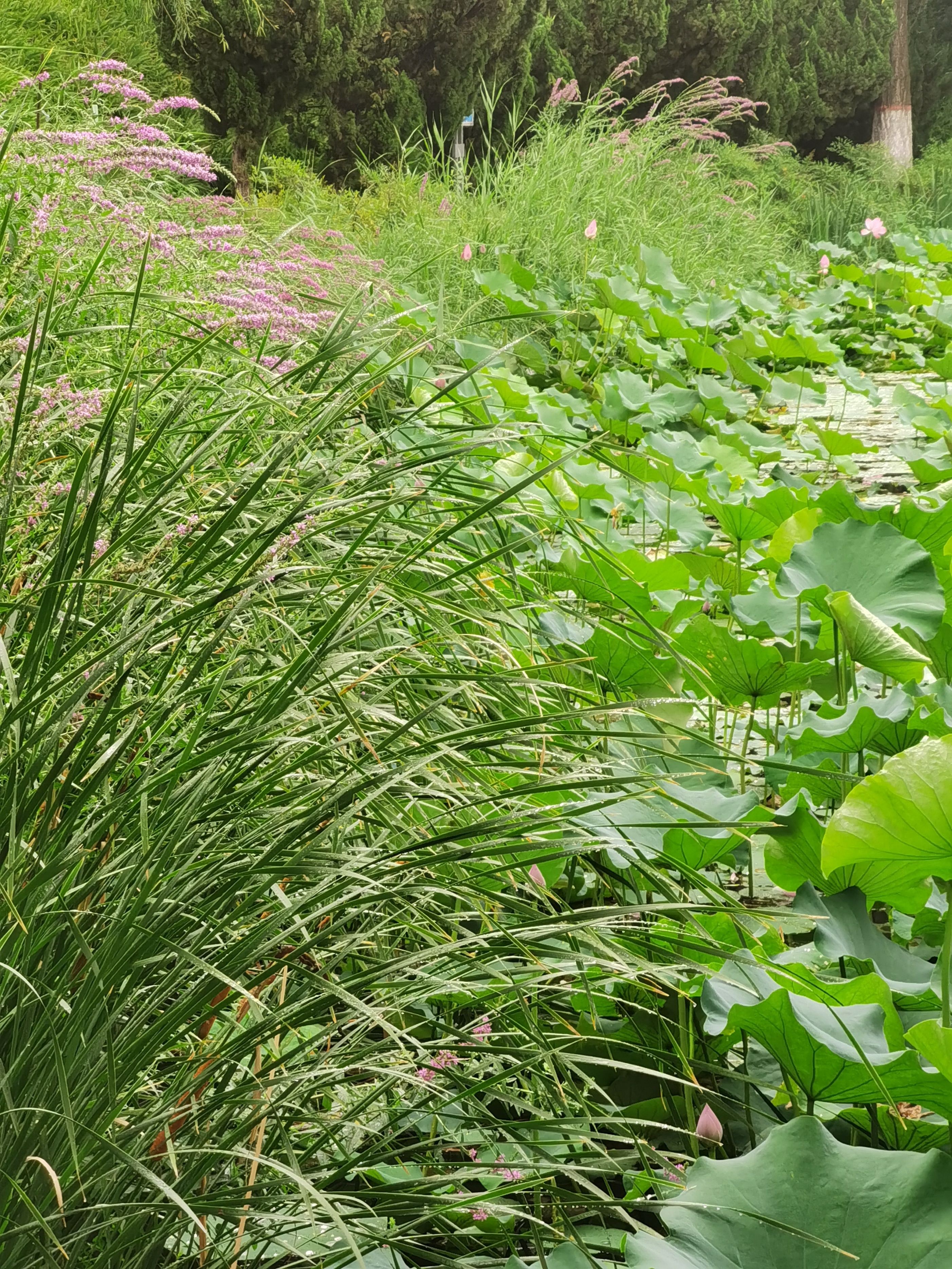 寻夏雨荷,寻找夏雨荷的景点