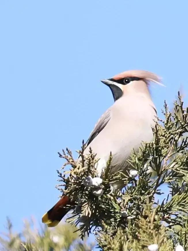 太平鸟图片大鸟,太平鸟图片大全高清壁纸