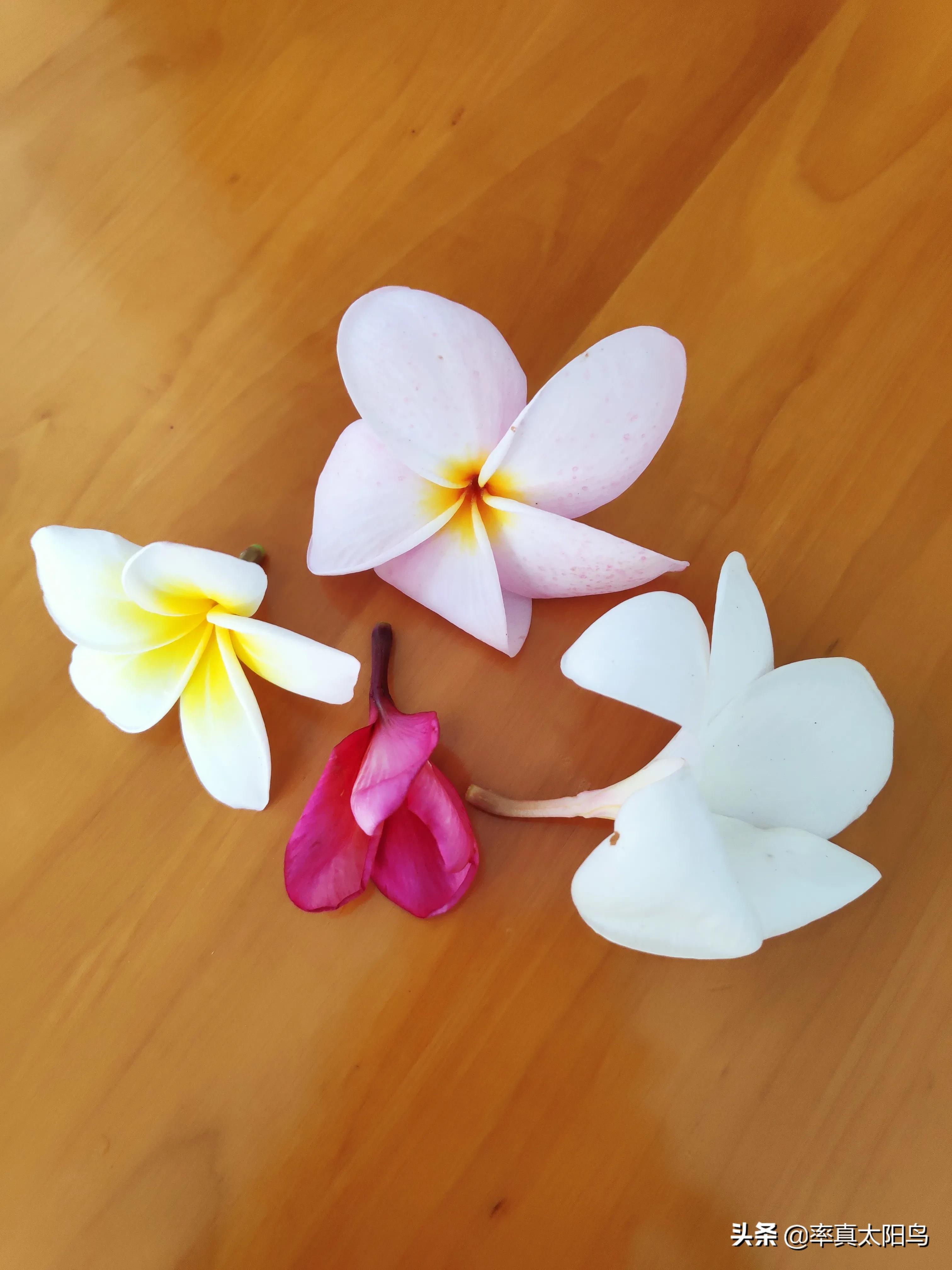 鸡蛋花香吗,鸡蛋花香