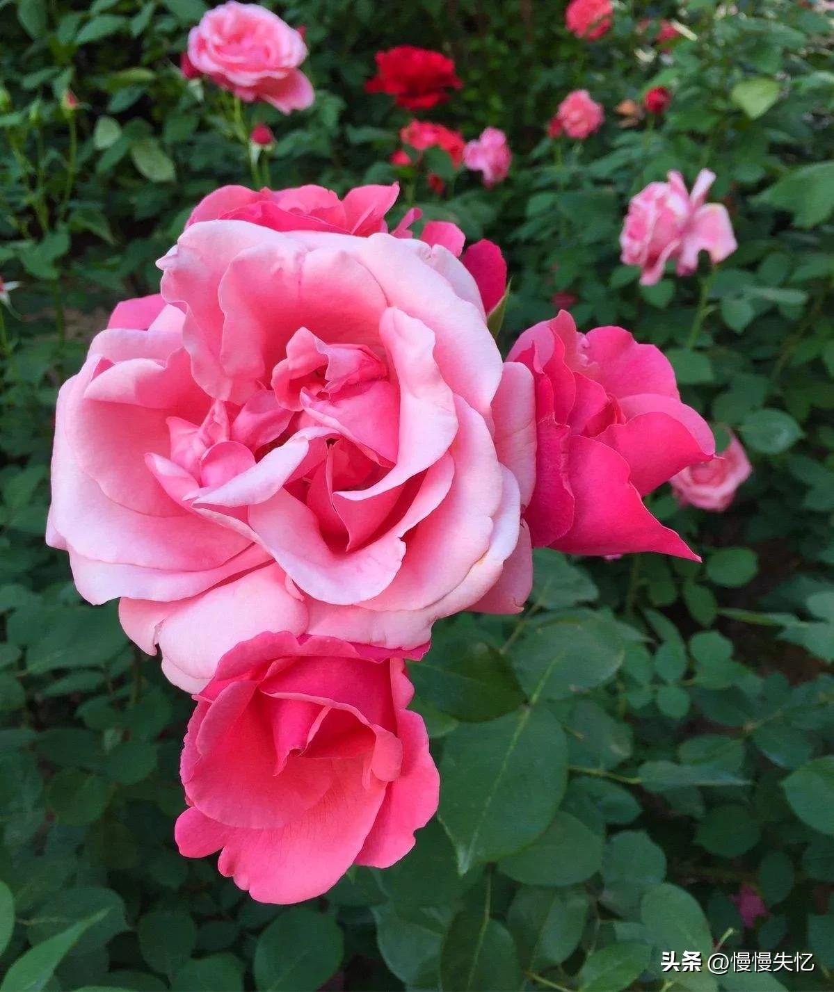 月季花诗句十首,关于月季花的诗句古诗词