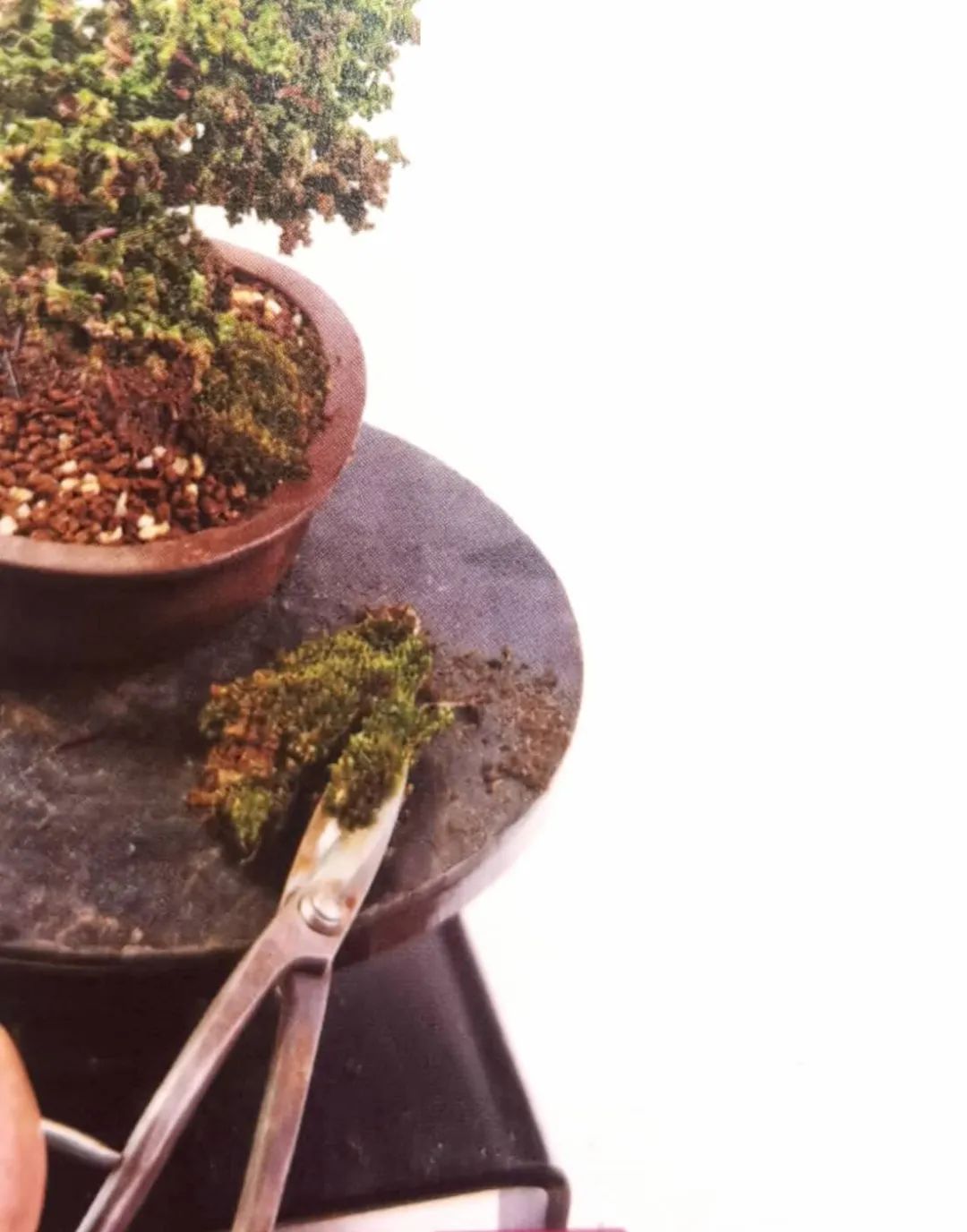 苔藓盆景怎么养水苔,苔藓盆景的养殖方法解答