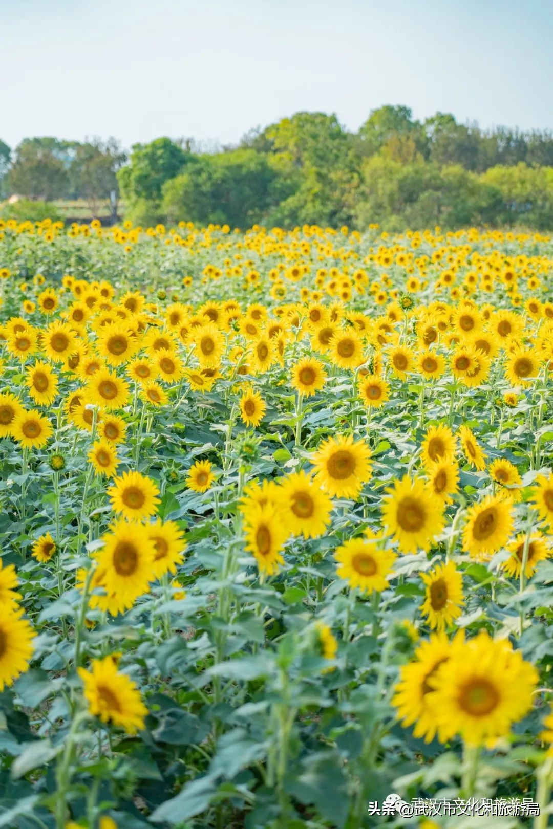 武汉市区内最大的向日葵花海开了,武汉最大的向日葵基地
