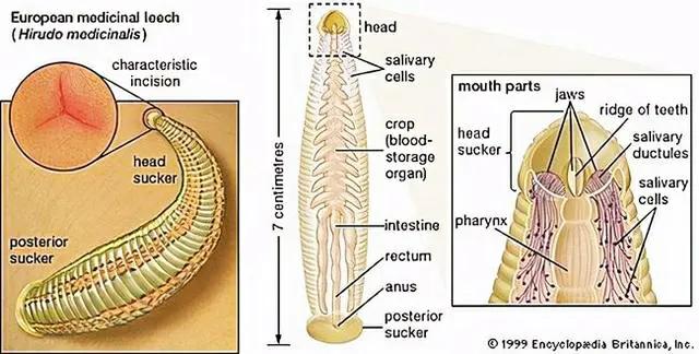 蚂蟥被吸进肚子里还能存活吗,山里的泉水有蚂蟥吗