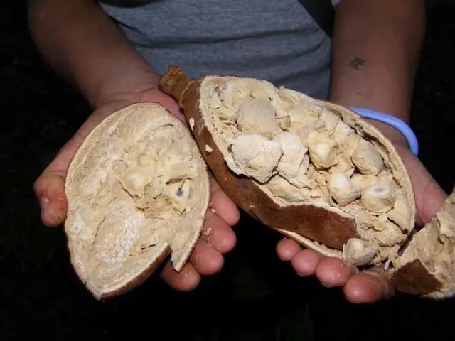 非洲人不种水稻，反而要大量种植能毒死人的木薯呢？抵不住产量高