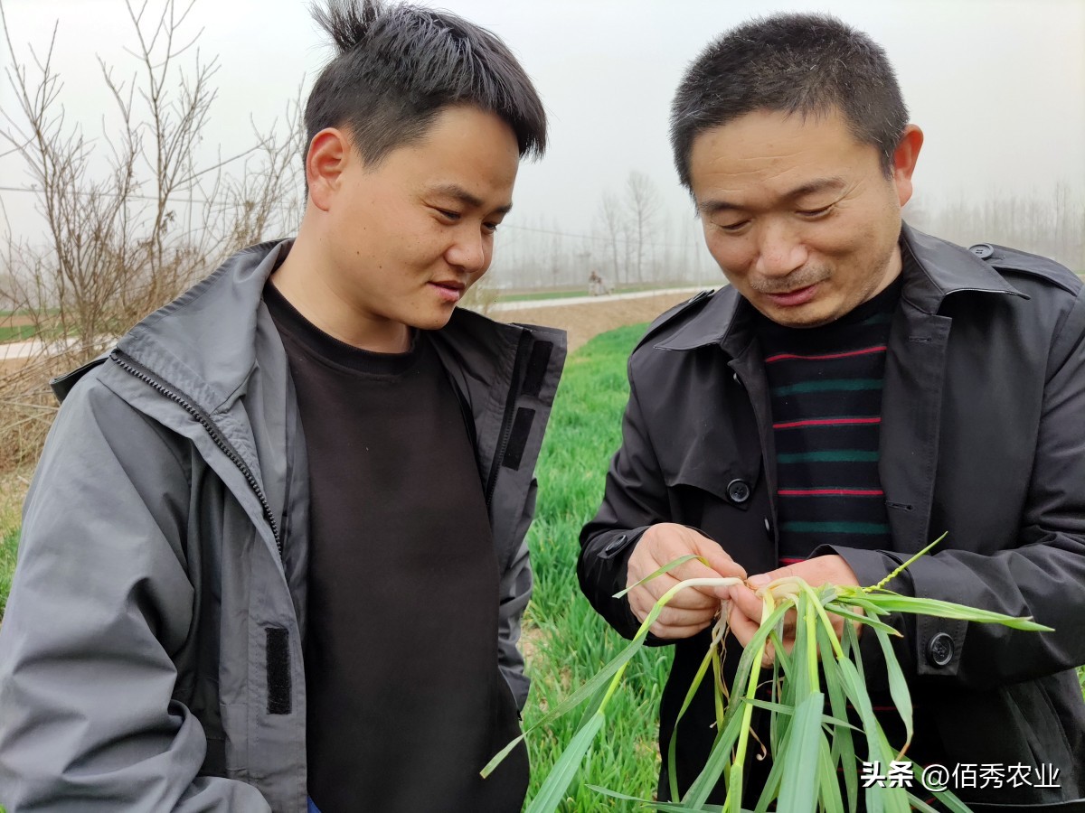 辉丰农药戊唑醇,近期农药杀菌剂价格趋势