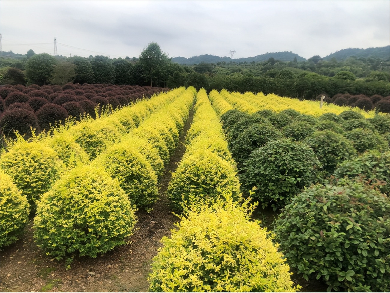 那些被我们忽略的风景,球球景观